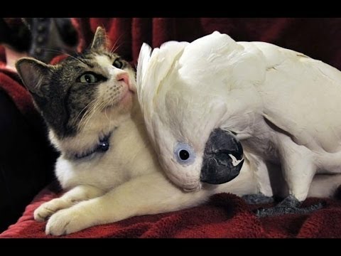 Video pappagalli odiano gatti 