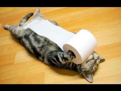 Video divertente gatti carta igienica 