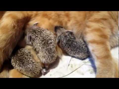 Video emozionante mamma gatta allatta cuccioli riccio