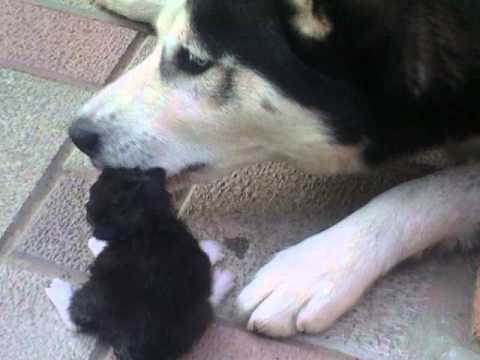 Video Husky iperprotettivo gattino