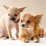 Chihuahua carattere allevamenti prezzo