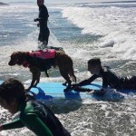 cane ragazzo paralizzato insieme surf (FOTO)