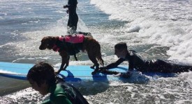 cane ragazzo paralizzato insieme surf (FOTO)