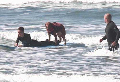 cane ragazzo paralizzato insieme surf (FOTO)