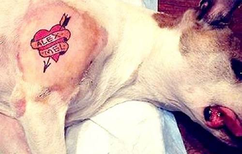 Tatuaggio cane animalisti protestano