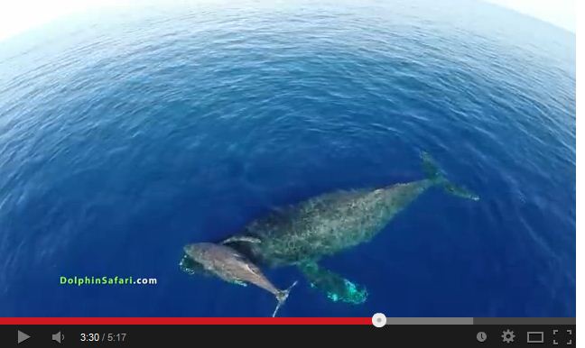 video delfini balene
