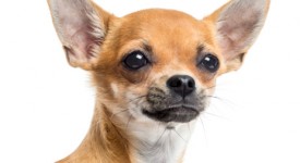 Chihuahua carattere allevamenti prezzo