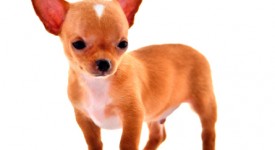 Chihuahua carattere allevamenti prezzo