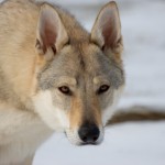 Lupo Cecoslovacco carattere allevamenti FOTO