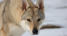 Lupo Cecoslovacco carattere allevamenti FOTO