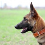 Pastore belga Malinois carattere allevamento foto