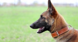 Pastore belga Malinois carattere allevamento foto