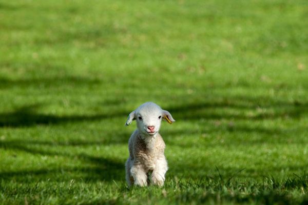 Foto cuccioli ambiente naturale