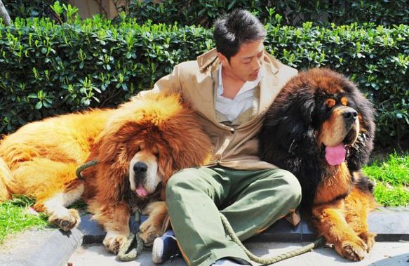 Mastino tibetano oro più costoso cane  mondo