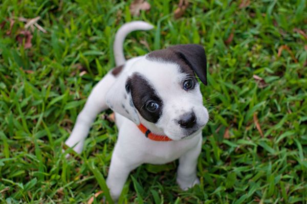 Foto cuccioli ambiente naturale