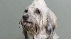 foto cani bagnati divertente