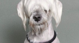 cani bagnati foto