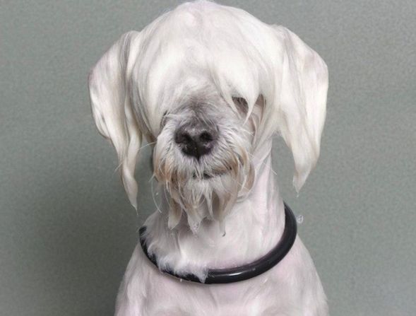 cane bagnato bianco con pelo sugli occhi