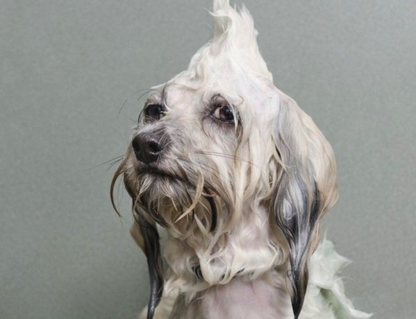 foto cani bagnati divertente