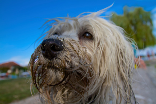 Foto cani da abbracciare