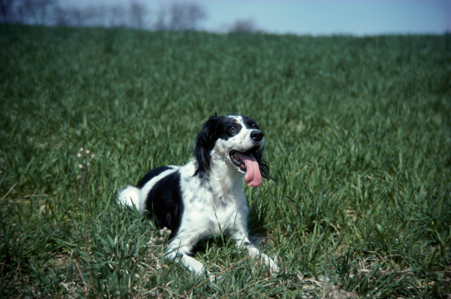 sintomi istoplasmosi cane