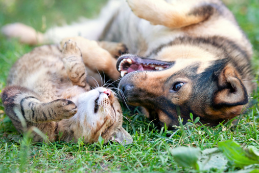  cani e gatti