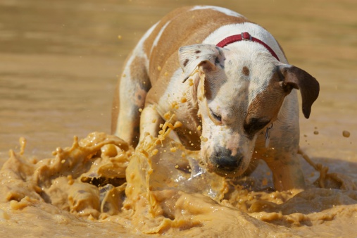 Foto cani da abbracciare