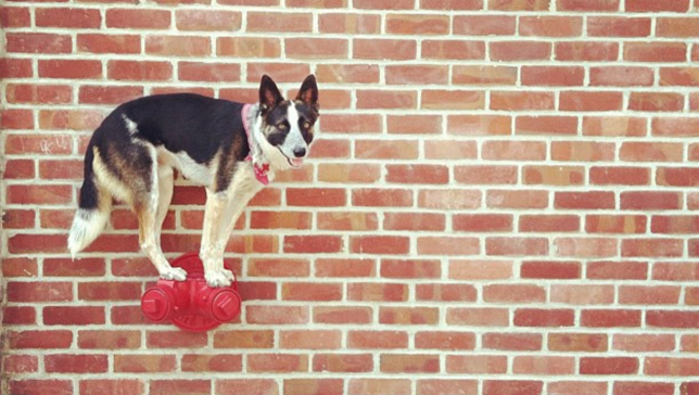  cane equilibrista