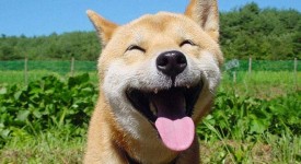 animali che ridono