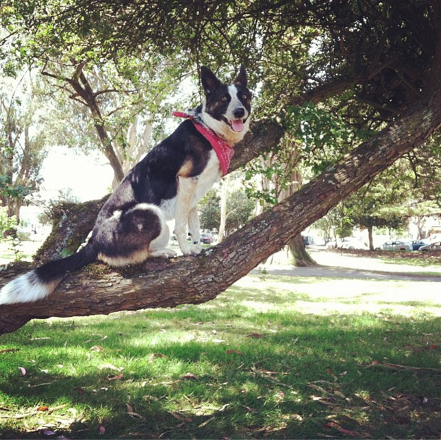 cane equilibrista