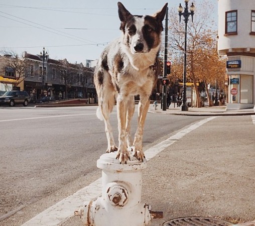 cane equilibrista