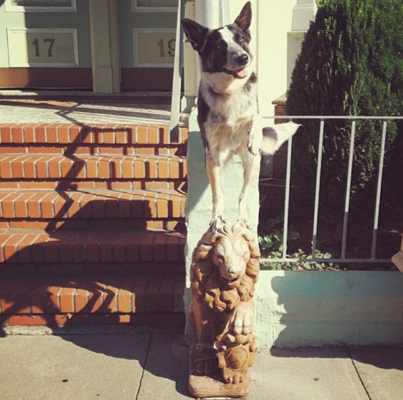 cane equilibrista