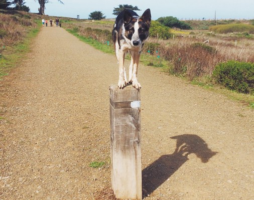 cane equilibrista