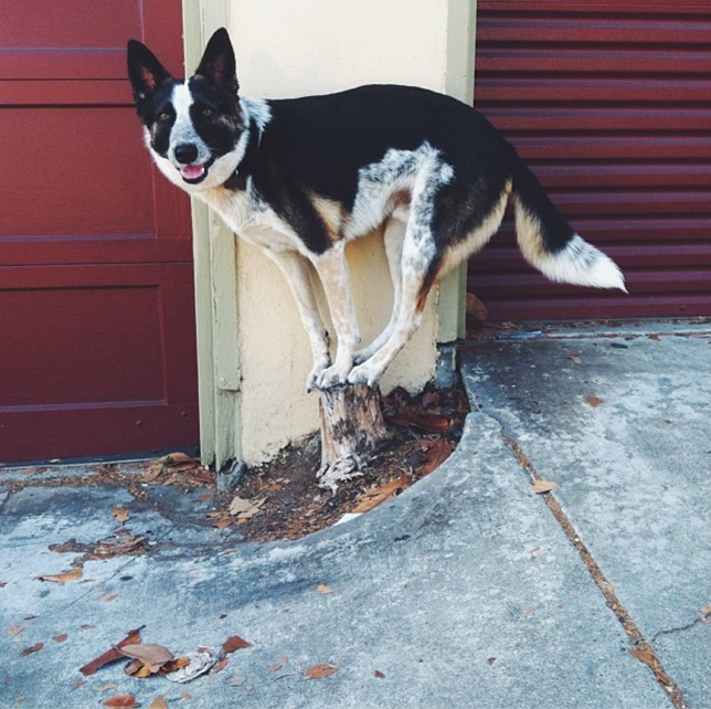 cane equilibrista