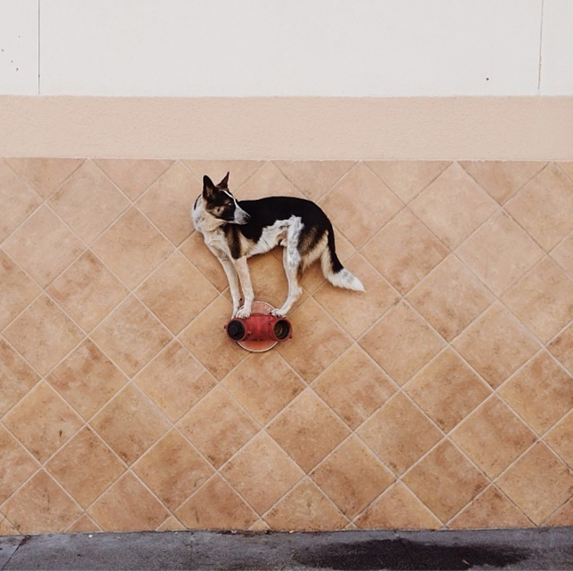 cane equilibrista