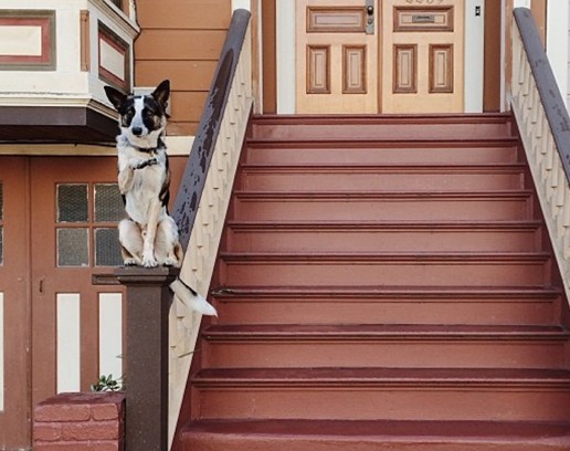 cane equilibrista