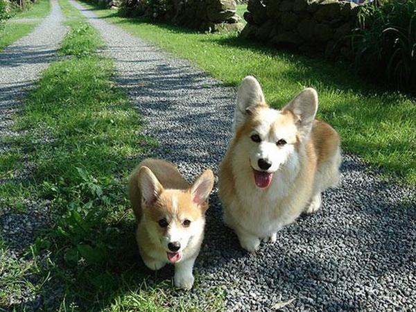 Cuccioli di Corgi