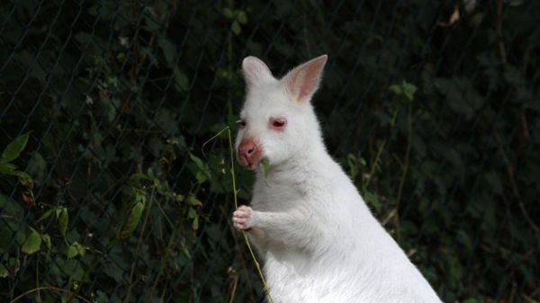 cucciolo canguro