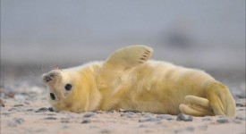 Foto cuccioli ambiente naturale