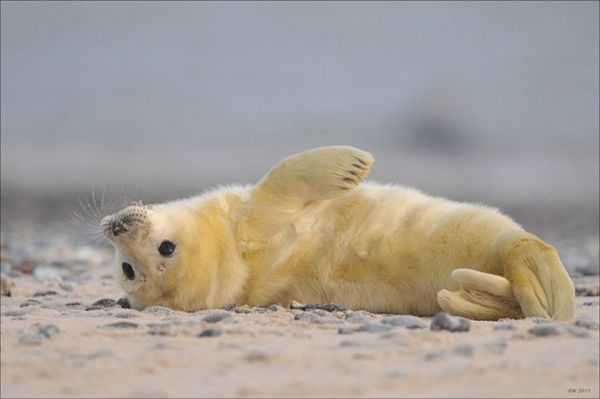 cucciolo di foca