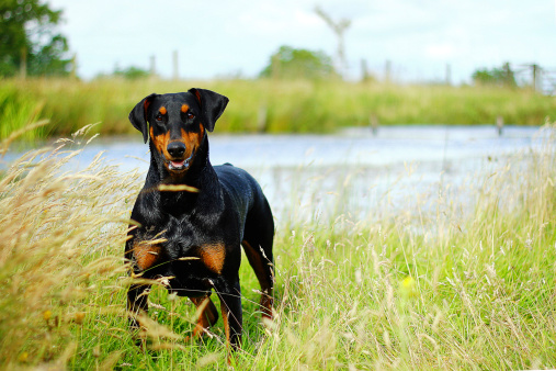 sindrome wobbler cane