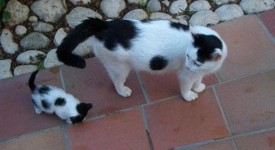 Cani e gatti