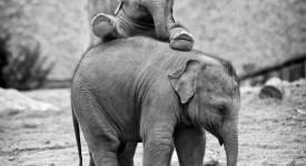 foto cuccioli teneri in natura