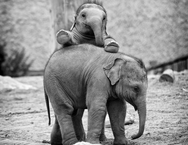 foto cuccioli teneri in natura