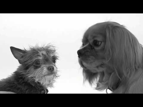 Video parodia canina primo bacio