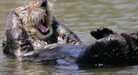 animali che ridono