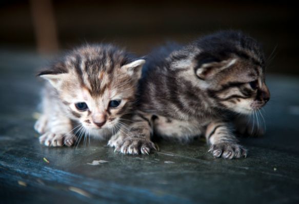 foto gattini teneri