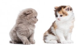 foto gattini teneri