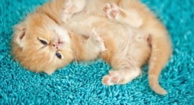 foto gattini teneri