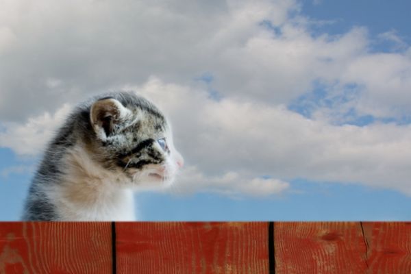 foto gattini teneri